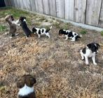 Mooie Jack Russel pups, België, Jack Russell Terriër, CDV (hondenziekte), 8 tot 15 weken