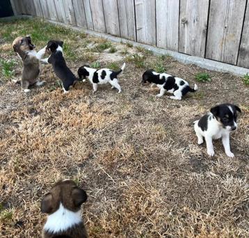 Mooie Jack Russel pups beschikbaar voor biedingen