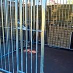 Hondenren te koop voor drie honden, Dieren en Toebehoren, Ophalen