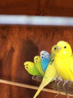 Spotprijs: VEEL KLEUREN GRASPARKIETEN VANAF 16 EURO/KOPPEL, Dieren en Toebehoren, Vogels | Parkieten en Papegaaien, Meerdere dieren