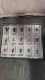 collection d insecte, Collections, Comme neuf, Autres types, Insecte, Enlèvement