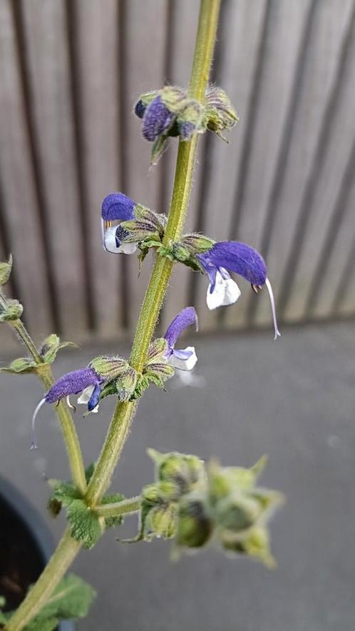 Grote pot/ plant Salvia Madeline , lange bloeier, Tuin en Terras, Planten | Tuinplanten, Vaste plant, Overige soorten, Volle zon
