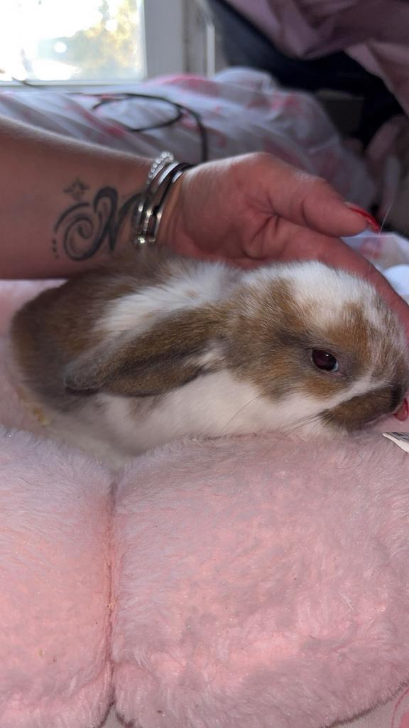 Lapin belier, Dieren en Toebehoren, Knaagdieren en Konijnen | Toebehoren, Overige typen, Ophalen of Verzenden