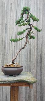 Juniperis  Literati bonsai, Tuin en Terras, Planten | Bomen, Ophalen, In pot
