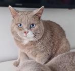 Brits korthaar DBE, Kater, Gechipt, 0 tot 2 jaar
