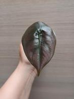 Alocasia cuprea, Ophalen of Verzenden