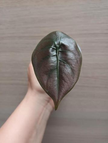 Alocasia cuprea  beschikbaar voor biedingen