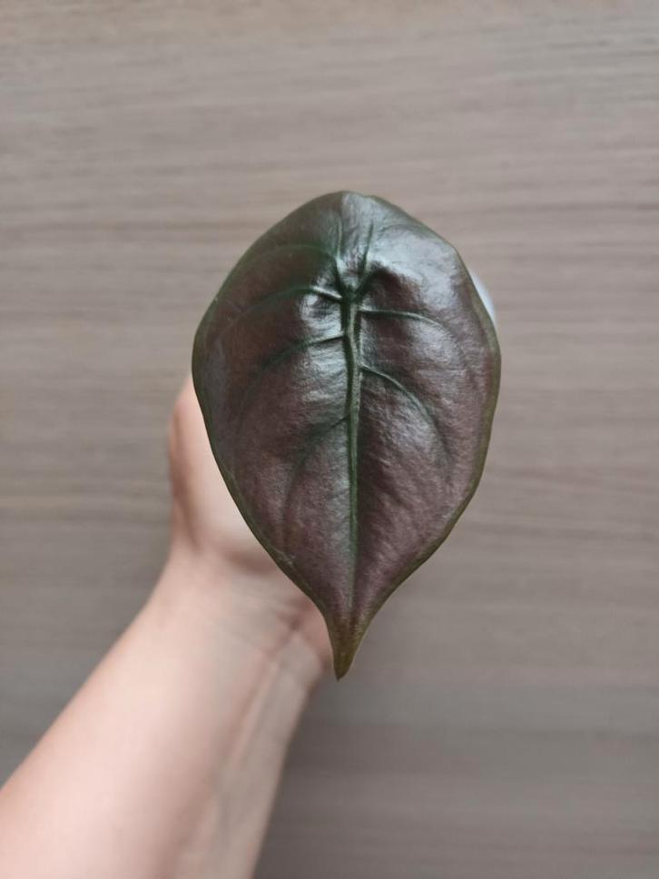Alocasia cuprea, Huis en Inrichting, Kamerplanten, Ophalen of Verzenden