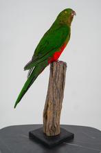 Opgezette koningsparkiet - Wildernis Atelier, Ophalen of Verzenden, Nieuw, Vogel, Opgezet dier