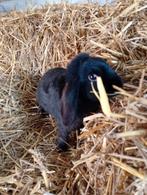 Mooi volwassen vrouwelijk hangoor konijntje, Dieren en Toebehoren, Konijnen, Vrouwelijk, Hangoor