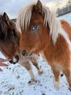Vosbonte shetlander merrie met maanoog, Merrie, Gechipt