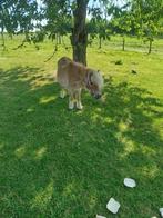 Shetland merrie, Dieren en Toebehoren, Merrie, Gechipt, Zadelmak, 11 jaar of ouder