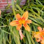 Daglelie, Tuin en Terras, Planten | Tuinplanten, Ophalen