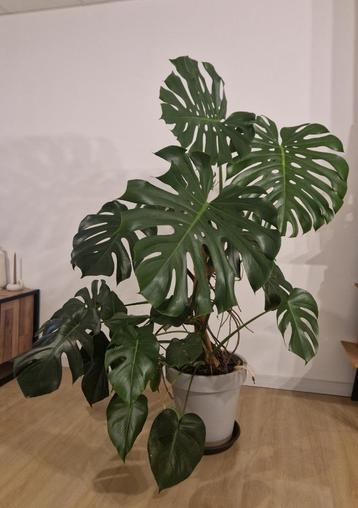 Volwassen Monstera Deliciosa, 140 cm - met pot beschikbaar voor biedingen