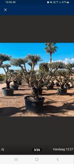 Pon pon olijfbomen!, Tuin en Terras, Planten | Bomen, Ophalen of Verzenden