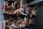 Kienhout, Dieren en Toebehoren, Ophalen, Nieuw, Plant(en), Steen of Hout