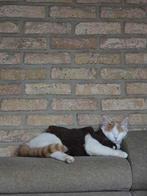 Le chat voulait couvrir un chat, Animaux & Accessoires, Paniers pour chats, Enlèvement