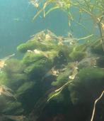Mini japonica garnalen 50-100 stuks, Dieren en Toebehoren, Vissen | Aquariumvissen, Kreeft, Krab of Garnaal, Zoetwatervis, Schoolvis