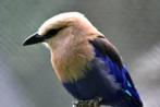 2-2 blauwbuik scharrelaars ( Coracias cyanogaster ), Dieren en Toebehoren, Vogels | Duiven
