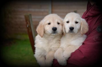 Golden Retriever pups beschikbaar voor biedingen