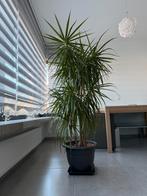 Plant + pot, Tuin en Terras, Ophalen