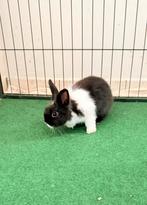 Konijntje te koop!, Dieren en Toebehoren, Konijnen, Mannelijk