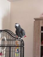 cage; + gris du gabon, Dieren en Toebehoren, Vogels | Toebehoren, Ophalen