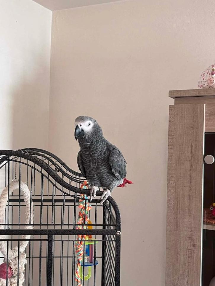 cage; + gris du gabon, Dieren en Toebehoren, Vogels | Toebehoren, Ophalen