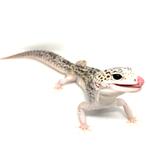 Zoek je een nieuwe thuis voor je reptiel ? Lees even!, Tortue