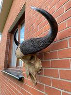 Taxidermie Afrikaanse buffelschedel, Ophalen, Zo goed als nieuw, Schedel