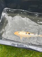 Japanse koi (35 cm), Karper of Koi