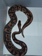 Cypress leopard het clown 1.0, Serpent, 3 à 6 ans