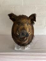 Taxidermie everwzijn, Verzamelen, Dierenverzamelingen, Ophalen, Wild dier