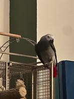 Grijze roodstaart papegaai, Mannelijk, Papegaai, Pratend