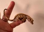 Wimpergekko gekko vrouw 12 cm 1,5 jaar oud