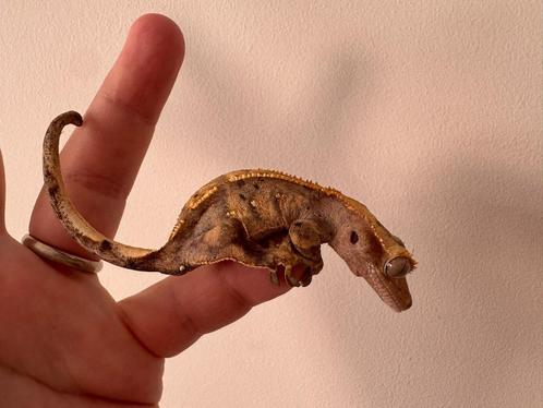 Wimpergekko gekko vrouw 12 cm 1,5 jaar oud, Dieren en Toebehoren, Reptielen en Amfibieën
