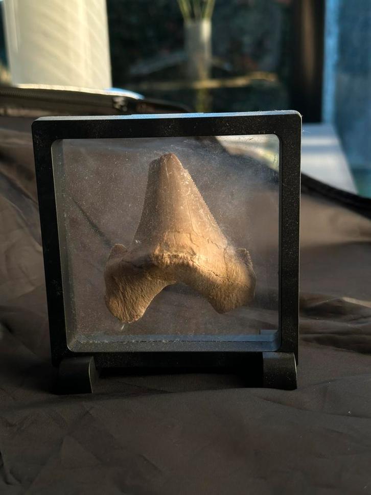 Zeldzame Sokolovi haaientand (mooi gekarteld), Verzamelen, Mineralen en Fossielen, Fossiel, Ophalen