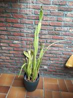 Grote cactus te koop met pot., Ophalen, Cactus