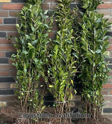 Ligustrum ovalifolium! beschikbaar voor biedingen