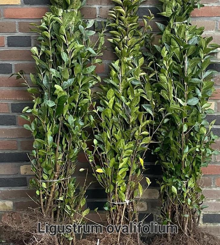 Ligustrum ovalifolium!, Tuin en Terras, Planten | Struiken en Hagen, Taxus, Ophalen