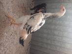 Shamo hen 4 maand, Dieren en Toebehoren, Pluimvee