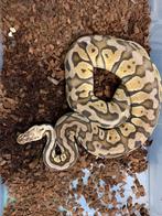 0.1 Super pastel het clown + 1.0 Butter Enchi fire clown