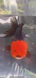 Vissen, Dieren en Toebehoren, Vissen | Aquariumvissen