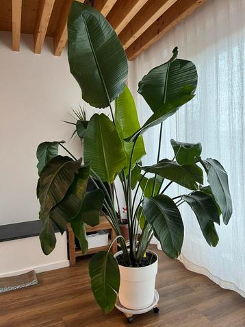 Strelitzia nicolai beschikbaar voor biedingen