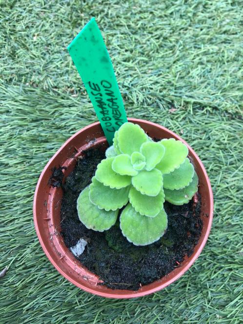 Eetbare planten, Tuin en Terras, Planten | Tuinplanten, Ophalen