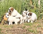 Ruwharige jack russel pups, Dieren en Toebehoren, België, Particulier, Jack Russell Terriër, Teef