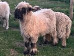 Walliser Schwarznase ooi te koop met stamboom, Vrouwelijk, Schaap, 3 tot 5 jaar