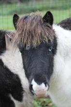 zwartbonte jaarling hengst, Dieren en Toebehoren, Niet van toepassing, 0 tot 2 jaar, Hengst, A pony (tot 1.17m)