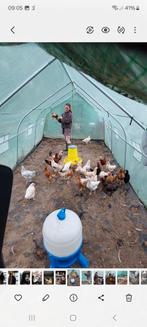 Poule pondeuse, Enlèvement