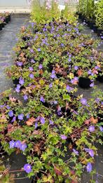 Vaste planten in grotere potmaten, Ophalen